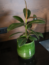 Кашпо Remi (Pot Green) Арт: 6PTR70585 1