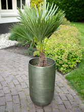 Кашпо Rowen (Pot Tall New Green (set of 5)) Арт: 6PTR71399 1