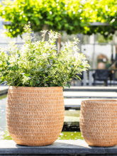 Кашпо Kinza (Pot Terra (set of 3)) Арт: 6TS164852 1