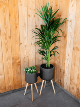 Кашпо Gabi (Pot On Feet Black (set of 3)) Арт: 6TS166939 2