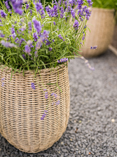 Кашпо Siona (Pot Natural (set of 3)) Арт: 6TS167150 2