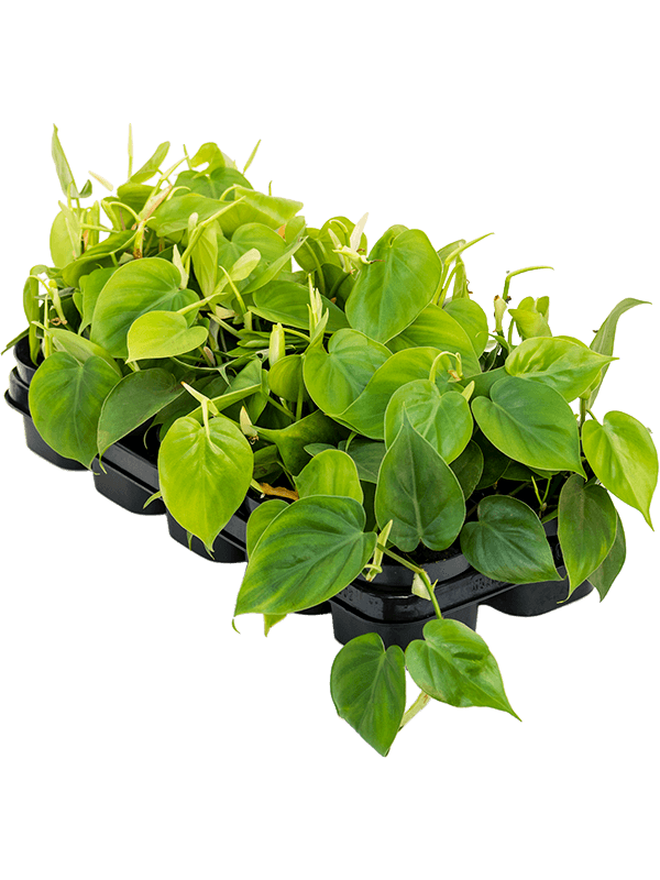 Филодендрон лазящий (Сканденс) Арт: 4PHSCHA07