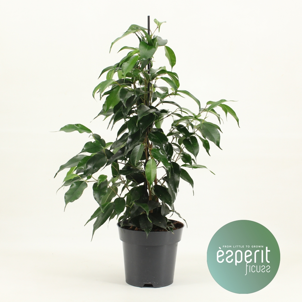 Фикус Бенжамина Даниелле® Арт: F00001069