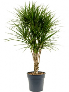 images/stories/virtuemart/product/nieuwkoop-plants/categories/dracaena_marginata