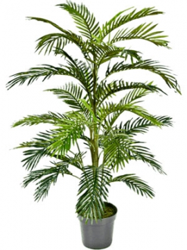 images/stories/virtuemart/product/nieuwkoop-plants/categories/palm-trees_areca