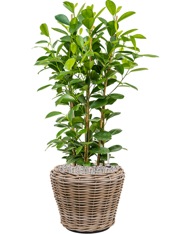 Фикус микрокарпа Мокламе Арт: 4FIMOTU24 3