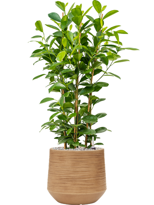 Фикус микрокарпа Мокламе Арт: 4FIMOTU24 5