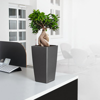 Фикус гинсенг в Cubico 22 антрацит