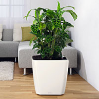 Строманта или калатея в Lechuza Quadro LS 43