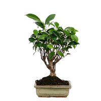 assorted-bonsai-ficus-plant