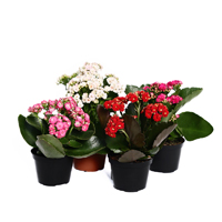Каланхоэ Каландива ассорти calanhie-calandiva-assorti
