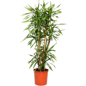Драцена Рикки Вертакт - Dracaena Fragrans Rikki Vertakt Драцена Рики разветвленная 32/140 см.