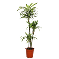 dracaena-lemon-lime-3-stem-140cm-plant