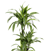 dracaena-lemon-lime-plant-macro