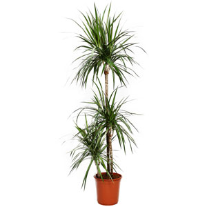 Драцена Маргината - Dracaena Marginata Multi-Stem