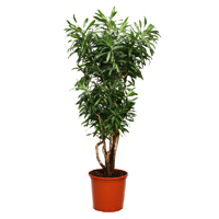 dracaena-song-of-jamaica-150cm-plant9
