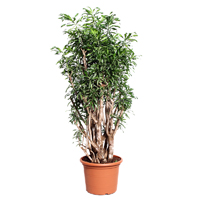 dracaena-song-of-jamaica-160cm-plant9