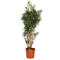 dracaena-song-of-jamaica-180cm-plant2