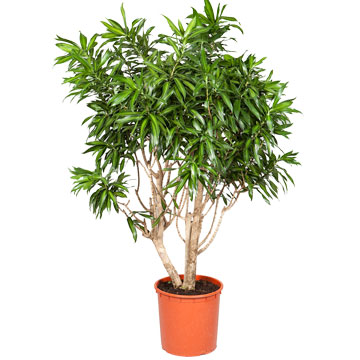 Драцена Сонг оф Ямайка - Dracaena Song of Jamaica Драцена рефлекса Песнь Ямайки 34/150 см.