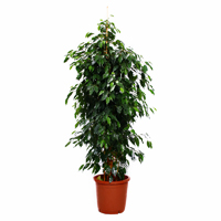 Фикус Бенджамина Даниэль ficus-benjamina-daniel