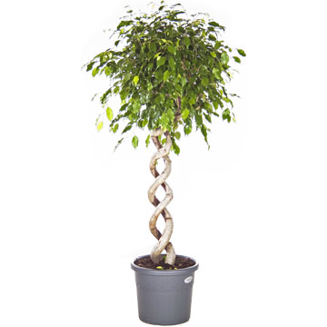 Фикус экзотика двойная спираль 35/140 см.