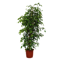 Фикус Бенджамина Экзотика ficus-benjamina-exotica-plant