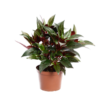 Импатиенс Новая Гвинея или Бальзамин impatiens-new-gvinea-plant