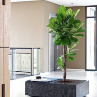 Фикус Лирата в кашпо Geo Table Black