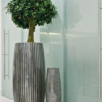 Фикус в кашпо Lines Vase