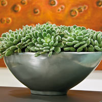 Кашпо Loft Bowl Aluminium в интерьере