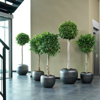 Фикусы в кашпо Loft Black