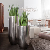 Сансевиерия Цилиндрика в кашпо Pandora Vase Large Silver