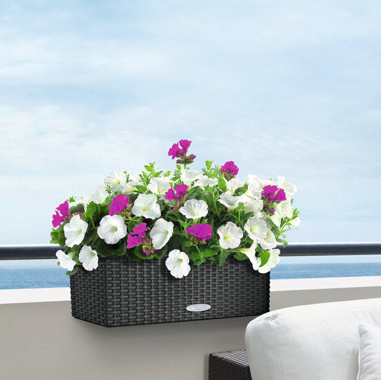 Петунии в Balconera Cottage 50