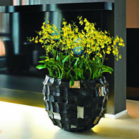 Орхидеи онцидиум в кашпо PFC Boxer Planter Black