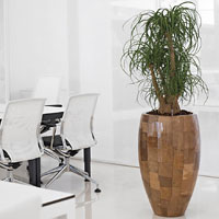 Нолина в кашпо Leaf Vase