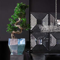 Фикус гинсенг в кашпо Polar Planter