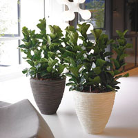 Polystone Planter в интерьере