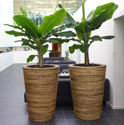 Кашпо Banana Vase в интерьере