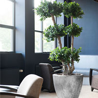 Фикус в кашпо Cavaleiro Planter