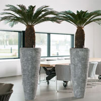 Цикас в кашпо Polystone Vase Smoke