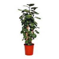 polyscias-fabian-plant