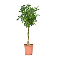schefflera-compacta-twist-120-140cm-plant