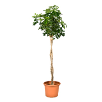 schefflera-compacta-twist-180cm-plant