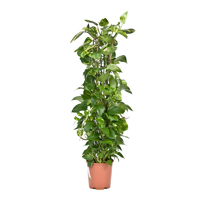 scindapsus-aureus-epipremnum-plant