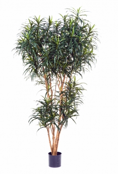 treez/10.24205N_10.24206N