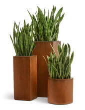 Кашпо TREEZ Effectory - Corten Steel - Цилиндр - Кортеновская сталь-Бархатистая окись 41.33-10-21-060-CS-41, 41.33-10-21-060-CS-53 3