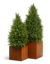 Кашпо TREEZ Effectory - Corten Steel - Куб - Кортеновская сталь - Бархатистая окись 41.33-10-21-061-CS-30, 41.33-10-21-061-CS-40, 41.33-10-21-061-CS-50 5