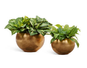 Кашпо TREEZ Effectory - Metal - Полусфера - Сусальное золото 41.3318-04-016-GLD-22, 41.3318-04-016-GLD-32, 41.3318-04-016-GLD-43, 41.3318-04-016-GLD-57 5