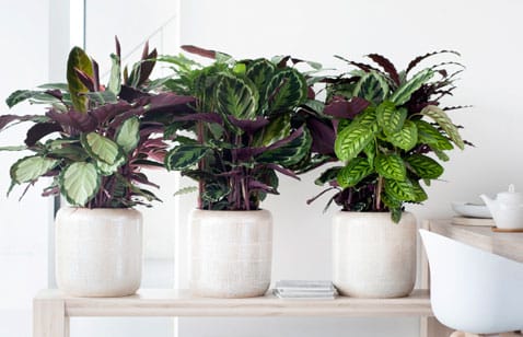 Более 90% всех видов лиственных растений - на FreshPlants.ru